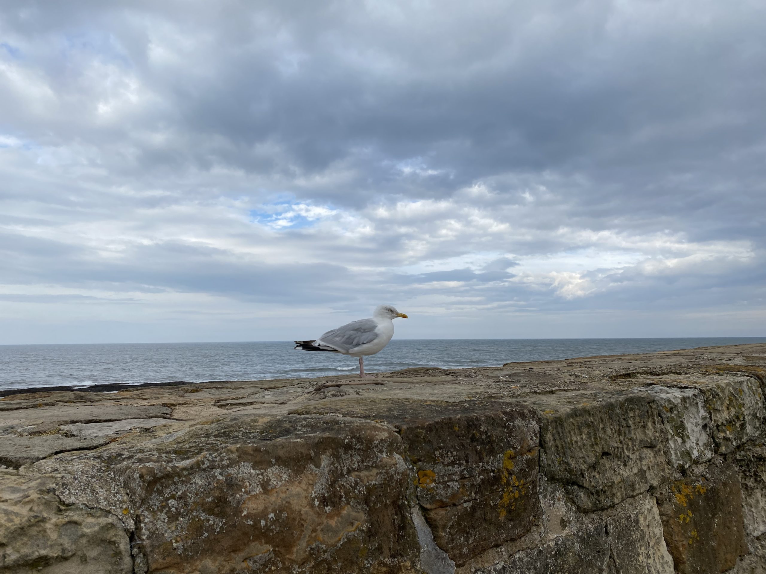 A seagull atop a harbor wall at St Andrews